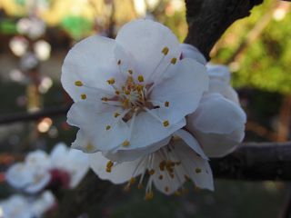 k-Blüte der großen frühen Aprikose.JPG