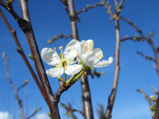 k-Blüte Aprikose Harcot.JPG