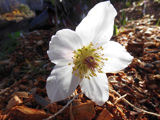 k-Christrose im frühen Sonnenschein.JPG