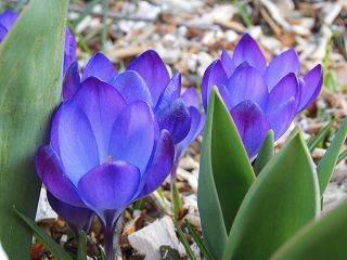 k-blaue Krokusse in der Sonne.JPG