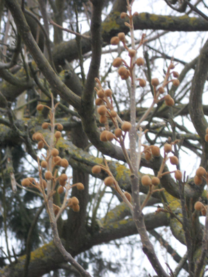 026paulownia.jpg