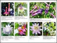 Farbatlas Passionsblumen / Colour Atlas Passionflowers